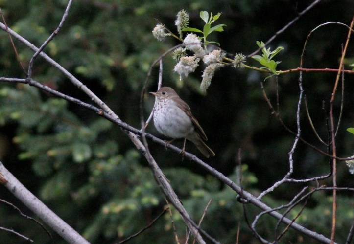 Hermit Thrush jhk3
