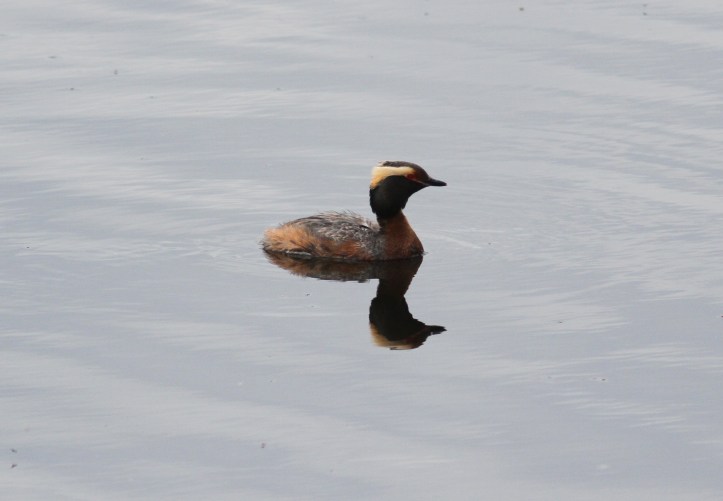 Horned grebe lkhj3rr.JPG
