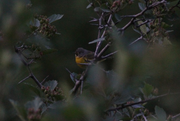 Nashville Warbler jhgkh3.JPG