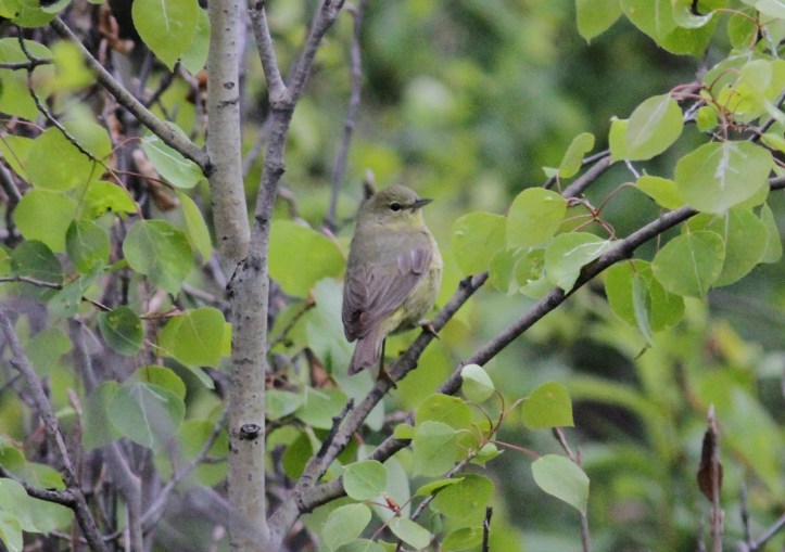 Orange-crowned Warbler hhk3