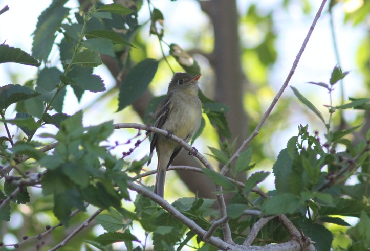 Pacific Slope Flycatcher llj3.JPG