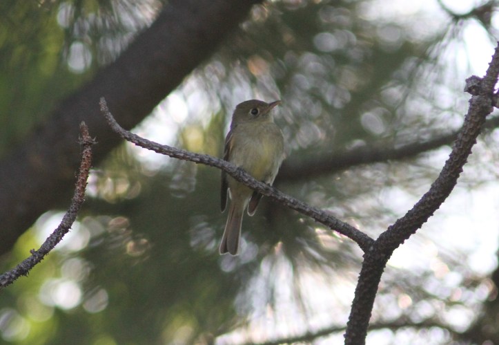 Pacific Slope Flycatcher lljl3