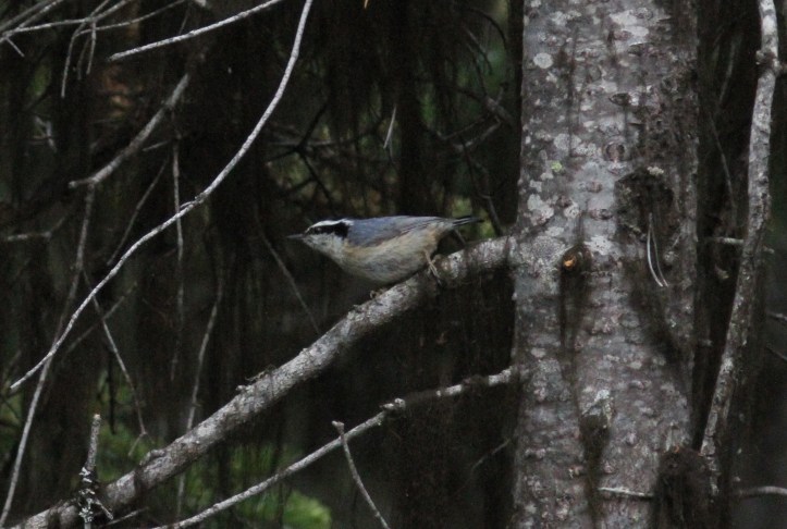 Red-breasted Nuthatch ghjhk3