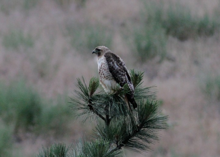 Red-tailed Hawk ljhk3.JPG