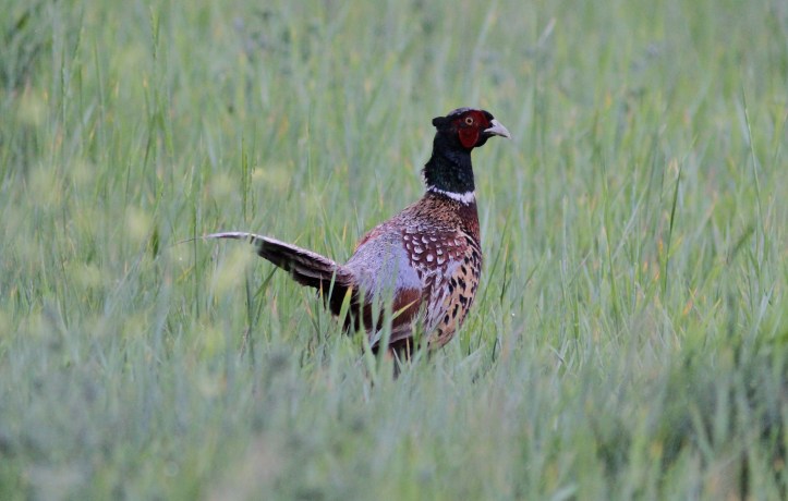 Ring-necked Pheasant jhhgkgh4.JPG