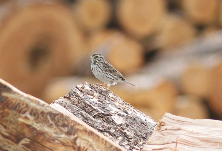 Savannah Sparrow hkhkh3.JPG