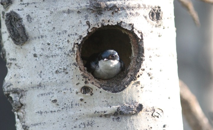 Tree Swallow fgf3