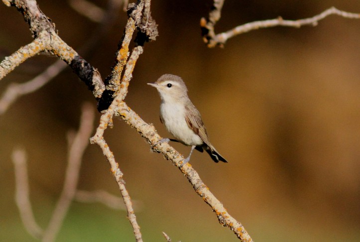 Warbling Vireo jkhgkv3.JPG