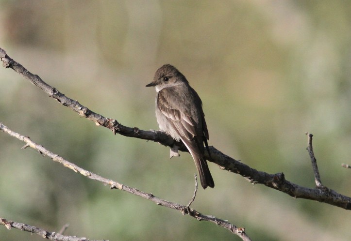 Western Wood-pewee lkle.JPG