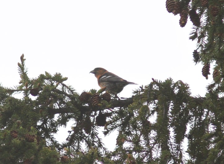 White-winged Crossbill ljkhgk3