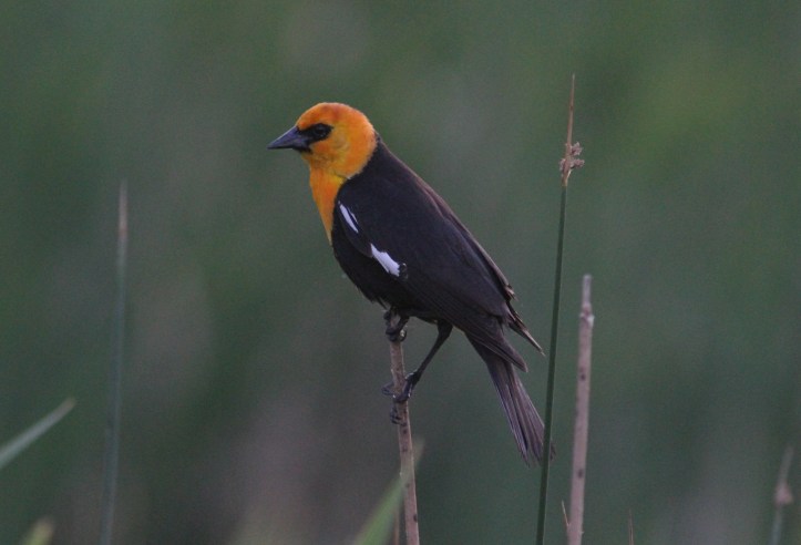 Yellow-headed Blackbird hghg3.JPG