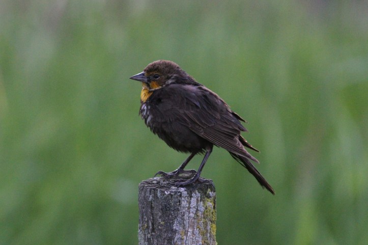Yellow-headed Blackbird jkh4.JPG