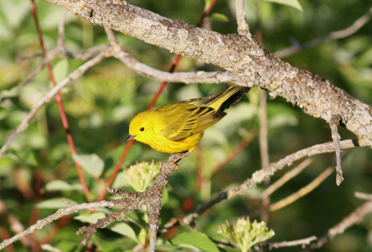 Yellow Warbler hgklk3.JPG