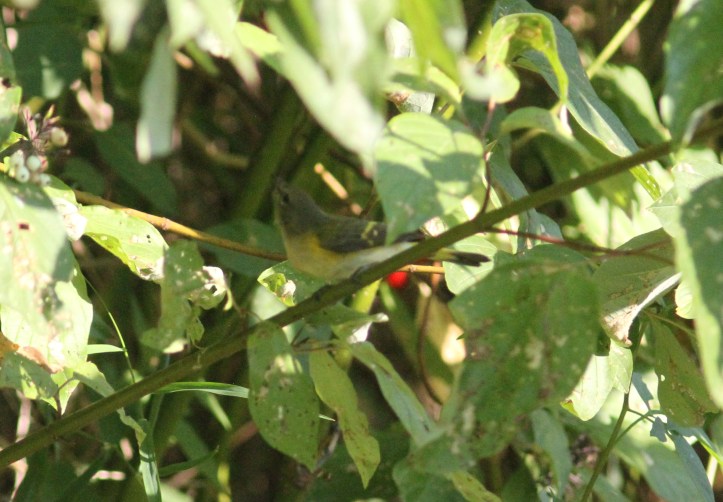 American Redstart hghg3