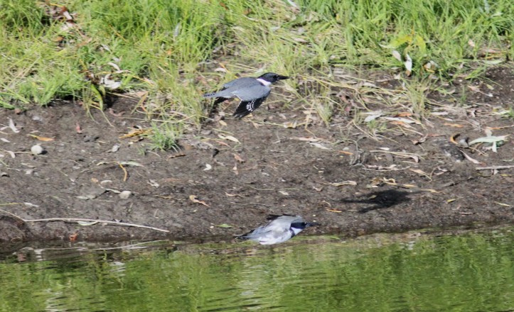 Belted Kingfisher khk3.JPG