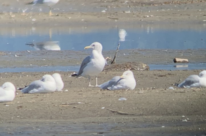 California Gull hhgj3