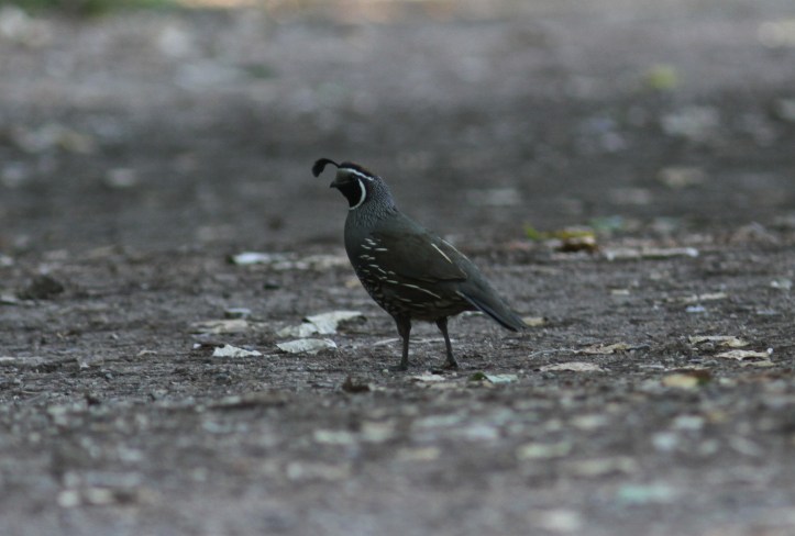 California Quail hkkk3