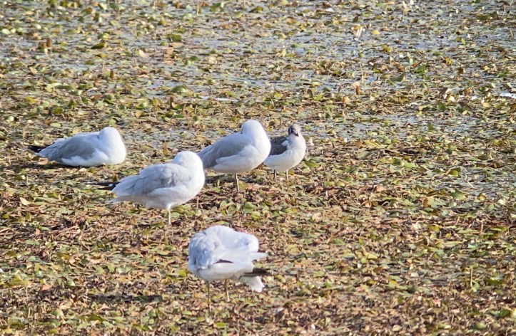 Franklin's Gull hjjh3