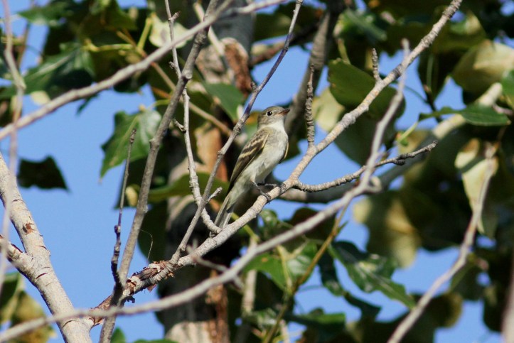 Least Sandpiper ghh3