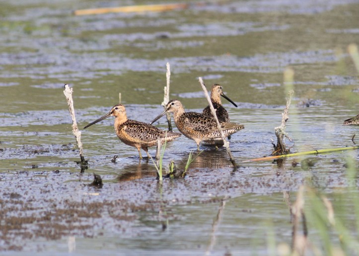 Long-billed Dowitcher 3.JPG