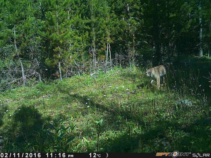 Lynx 1.JPG