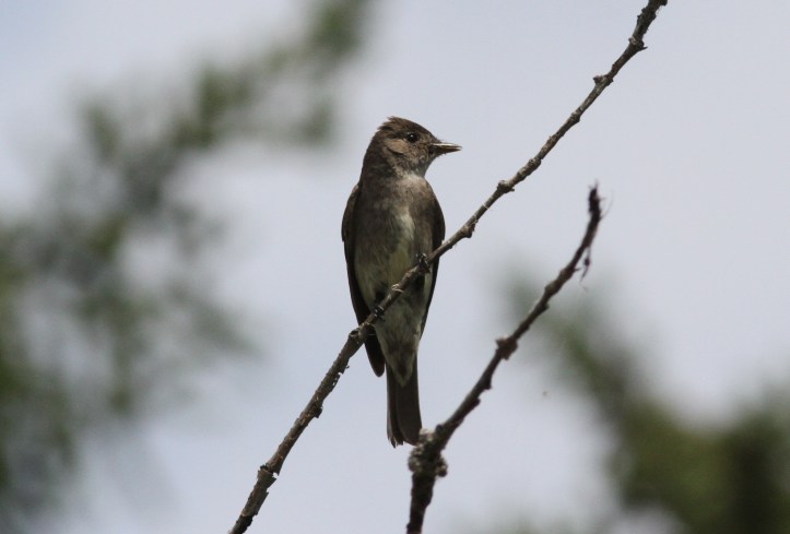 Olive-sided Flycatcher jkj3.JPG