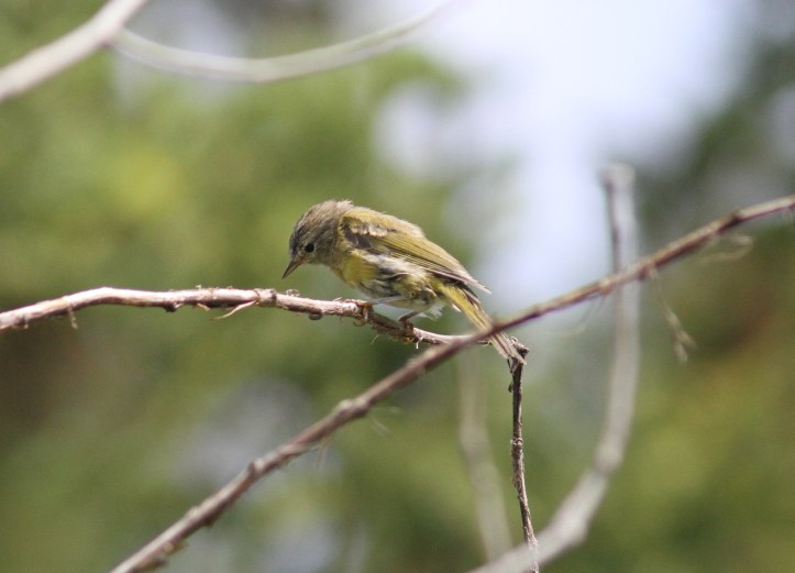 Orange-crowned Warbler khhjh3.JPG