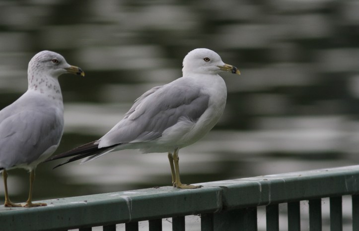 Ring-billed gull gghghj3.JPG