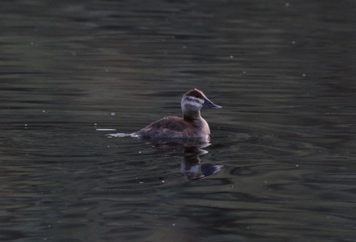 Ruddy Duck hj733.JPG