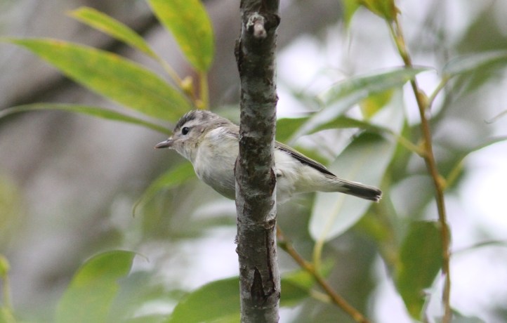 Warbling Vireo ljhk3.JPG