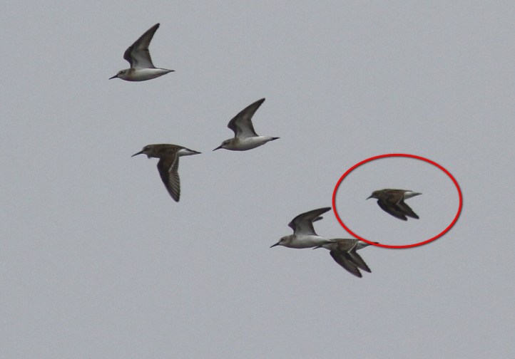 Western and Least Sandpiper hhkgh3re