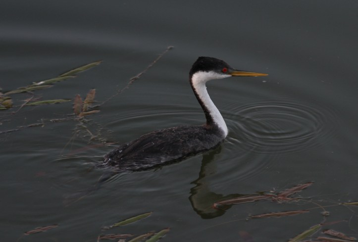 Western grebe khkh3.JPG