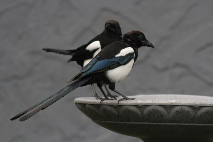 Black-billed Magpie hghj3.JPG