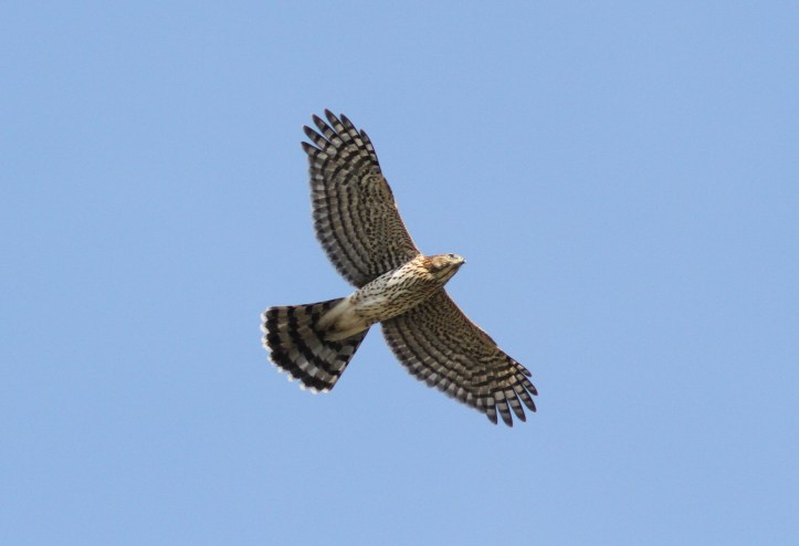 Cooper's Hawk 15.JPG