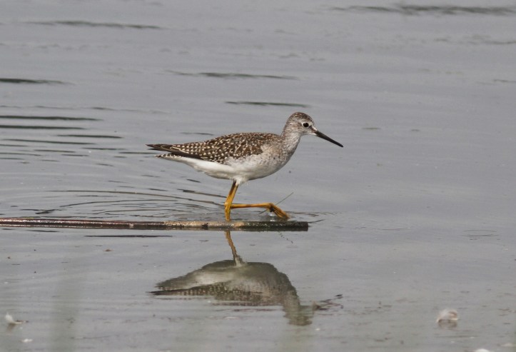 Lesser Yellowlegs khkj3.JPG
