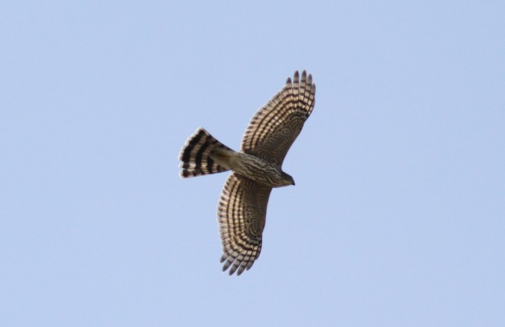 Sharp-shinned Hawk hjjkl3.JPG