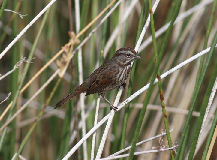 Song Sparrow hkh3.JPG
