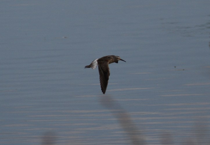 Stilt Sandpiper jh3.JPG