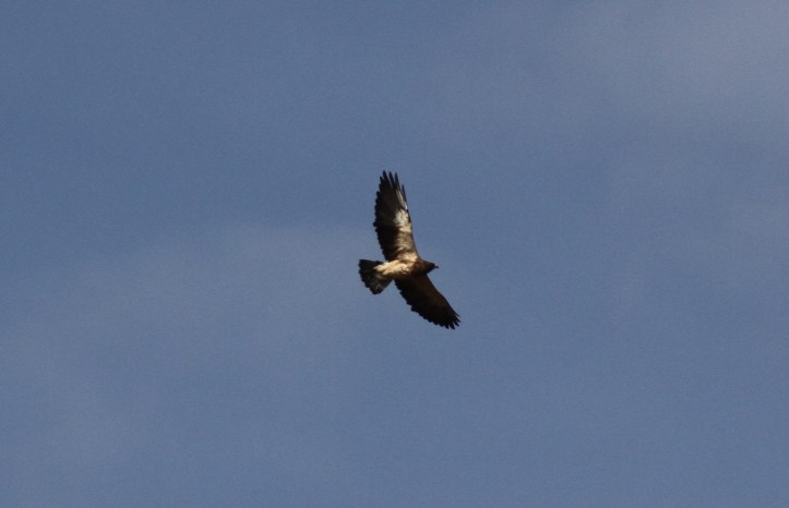 Swainson's Hawk ghgh3.JPG