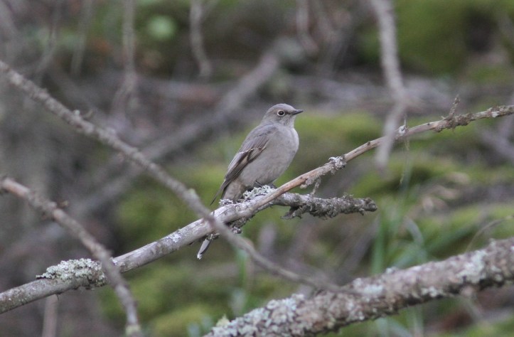 Townsend's Solitaire hjkh3.JPG