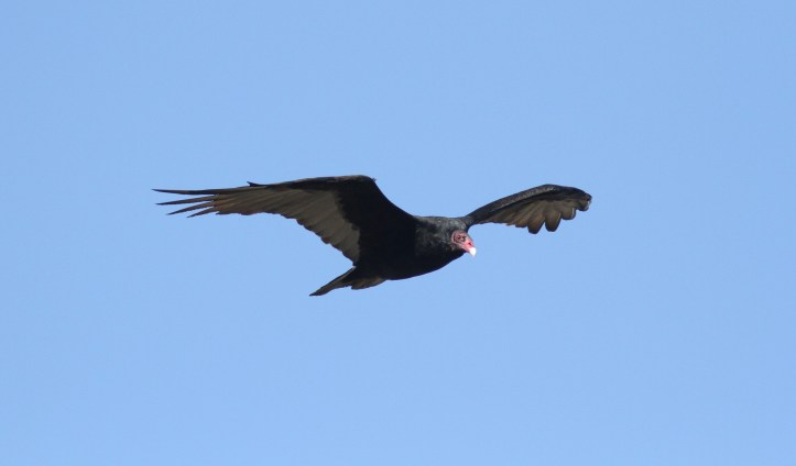 Turkey Vulture jhkj3.JPG