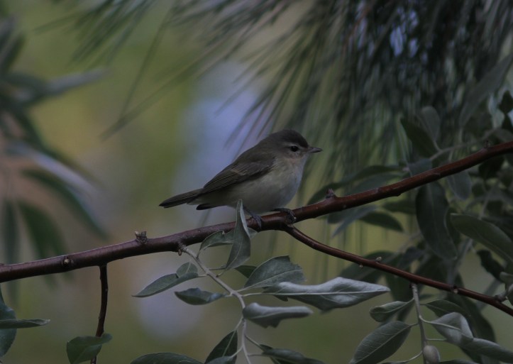 Warbling Vireo jkhg3