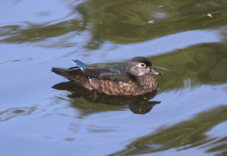 Wood Duck hghg3.JPG