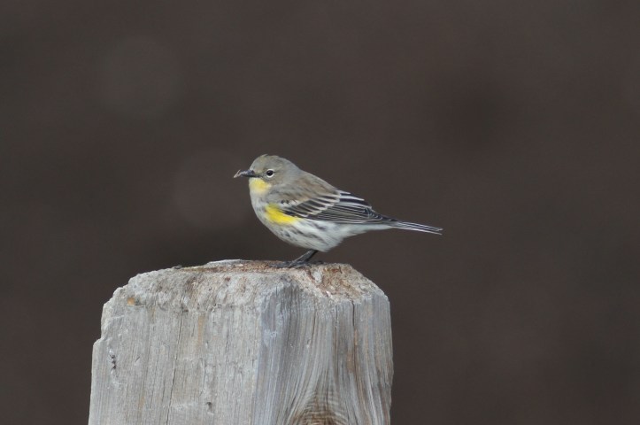 Yellow-rumped Warbler kjkh3.JPG