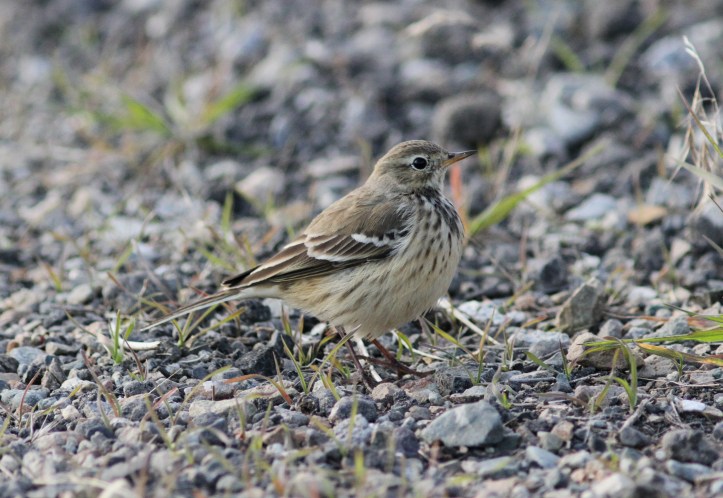American Pipit hhfg4.JPG