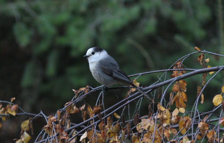 Canada Jay h3fgg3.JPG