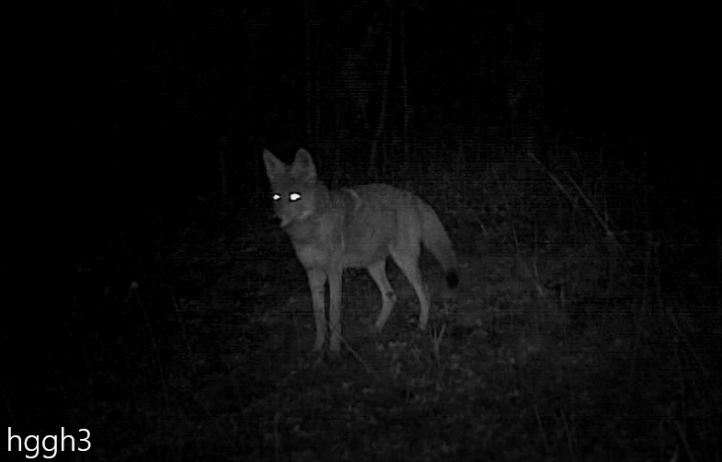 Coyote blog