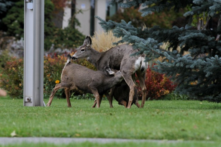 Mule Deer 10 (6).JPG