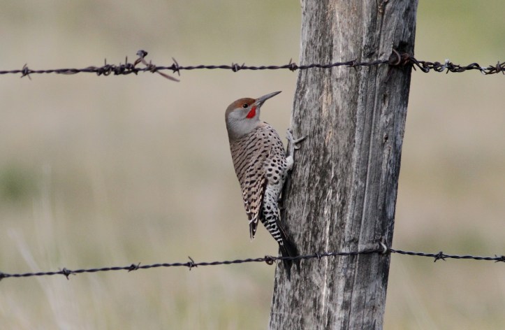 Nortehrn Flicker khghg'mj3.JPG