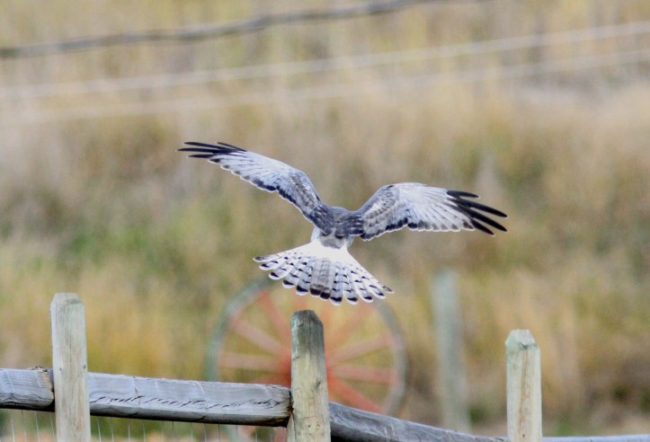Northern Harrier male gh3